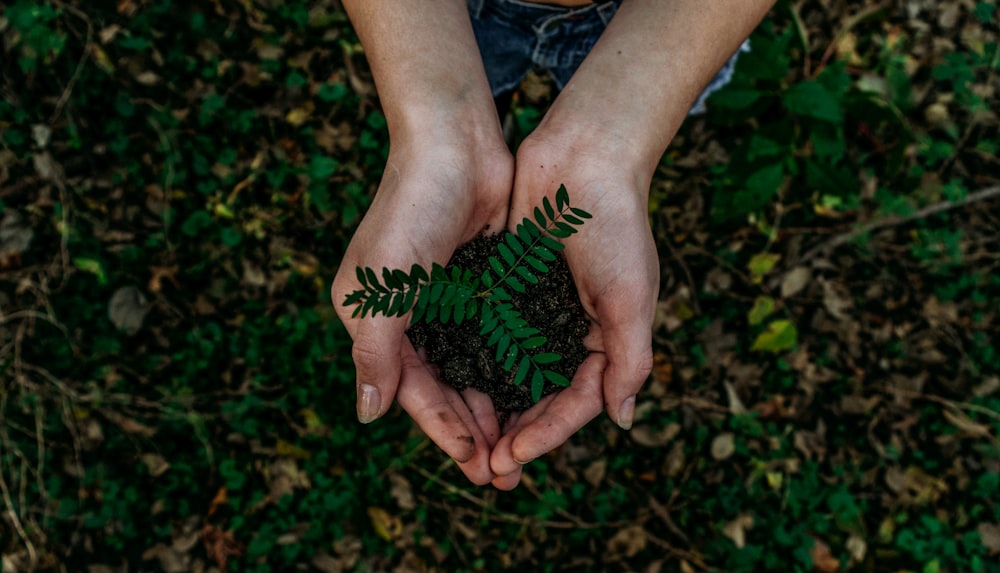 Hands cupping soil with a small green plant sprout.